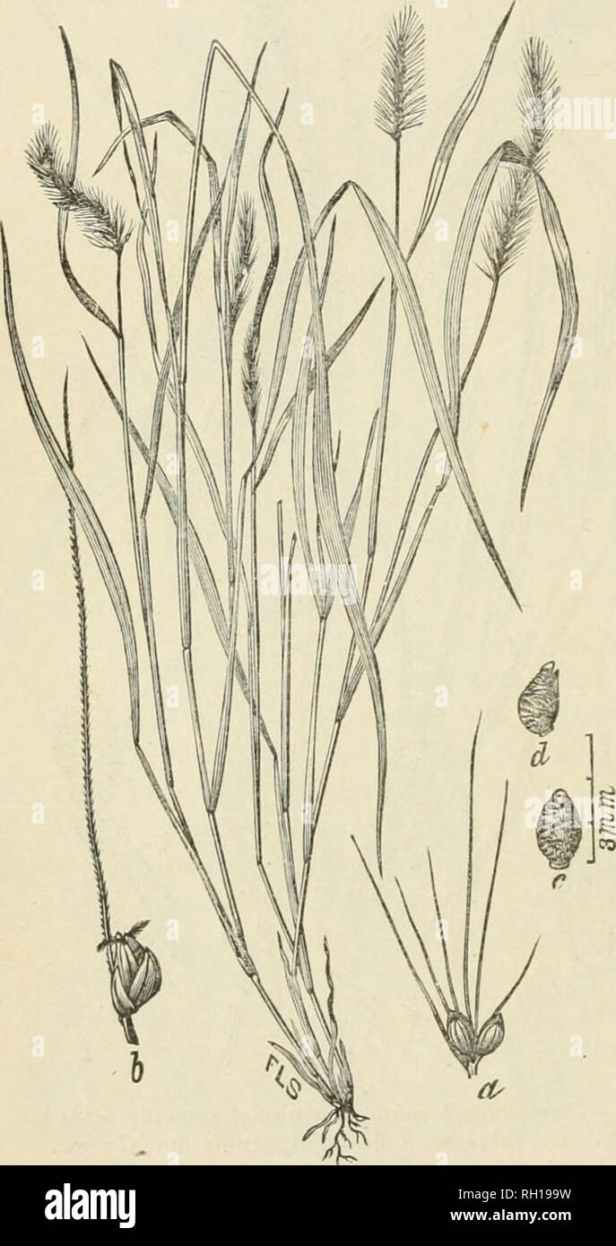 . Bulletin. Gramineae -- United States; Forage plants -- United States. 24 CHiETOCHLOA CORRUGATA PARVIFLORA (Poir.) n. comb. CencJims jxtrvijloms Poir. in Lam. Encycl. 6: 52 (1804). Setaria ventemifd Kunth Rev. Gram. 1: 251. t. 37 (1829). Panicum glaucum purpurascens Ell. Sk. Bot. S. Car. &amp;Ga. 1: 113 (1817). (Fig. 12.) A more slender form 2 to 7 dm. high, much branched from the base, leaves shorter, panicles exserted, 2 to 7 cm. long, branches few-flowered, setee spreading, green or purple; spikelets as in the type. In fields and waste places, South Carolina to Florida, West Indies. April- Stock Photo
