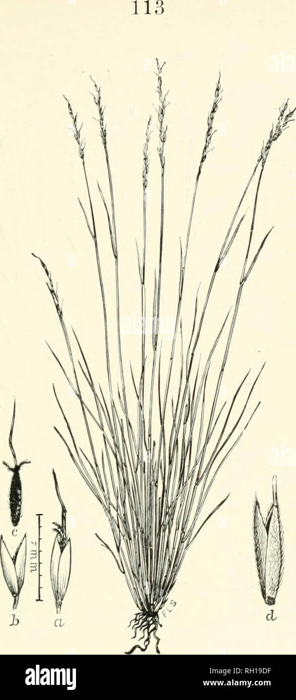 . Bulletin. Gramineae -- United States; Forage plants -- United States. Fig. 95. Oryzopsis exigua Thurb.; Beal, Grasses N. Am., 2: LiTTLK MoTXTAix RiCE.—A slender native perennial 1.5 to 227. 3 dm. high, with filiform leaves, and narrow, simple, few-llowered panicles 2 to 5 &lt;m. long.—Among rocks in canyons and on moun- tain tops, Montana and Wyoming to Utah, Oregon, and Washing- ton. .Tnne-August. 11162—No. 7 8. Please note that these images are extracted from scanned page images that may have been digitally enhanced for readability - coloration and appearance of these illustrations may not Stock Photo