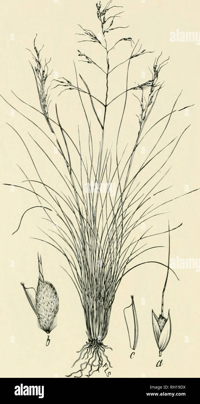 . Bulletin. Gramineae -- United States; Forage plants -- United States. 112. Fig. 94. Oryzopsis fimbriata (HBK.) Hemsl.; Beal, Grasses N. Am., 2 : 231.—A. sleuder, tufted perennial 5 to 8 dm. liigli, with very narrow, involute Ic^aves and loosely flowered panicles 10 to 13 cm. long.—In canyons and under limestone clifl's, mountains of western Texas to California. [Mexico and Lower California.] July-September.. Please note that these images are extracted from scanned page images that may have been digitally enhanced for readability - coloration and appearance of these illustrations may not perf Stock Photo