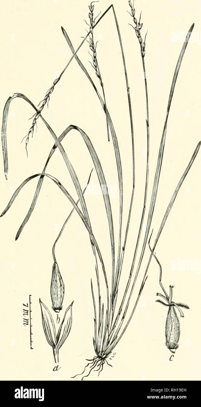 . Bulletin. Gramineae -- United States; Forage plants -- United States. Ill. Fig. 93. Oryzopsis asperifoiia Miclix. White Mountain Rice.—A sleuder perennial 1.5 to .5 dm. high, with narrow. 8imi)le panicles 6 to 10 cm. long. The basal leaves, which arc 5 to 7 mm. wide, often overtop the culm.—Woods, Newfoundland, Massachu. setts and New .Jersey, to Minnesota and British Columbia, and southward in the Rockies to New Mexico. April-.Tuly.. Please note that these images are extracted from scanned page images that may have been digitally enhanced for readability - coloration and appearance of these Stock Photo