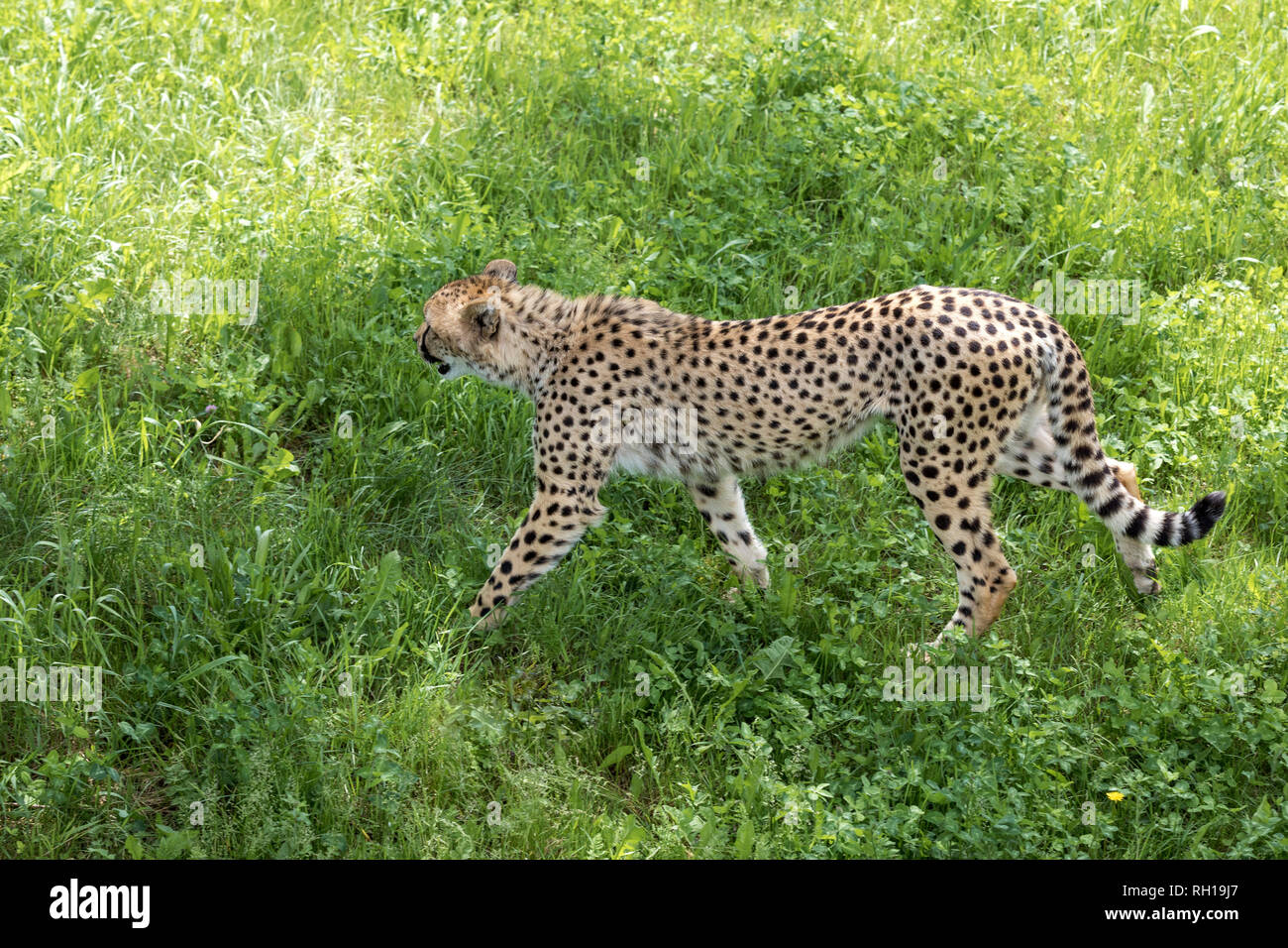 Cheetah is the fastest land animal and has a specific Cheetah is the fastest land animal and has a specific