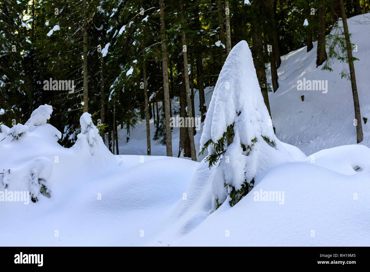 A Young Fir Tree Covered With Lot of Snow in the Forest Stock Photo