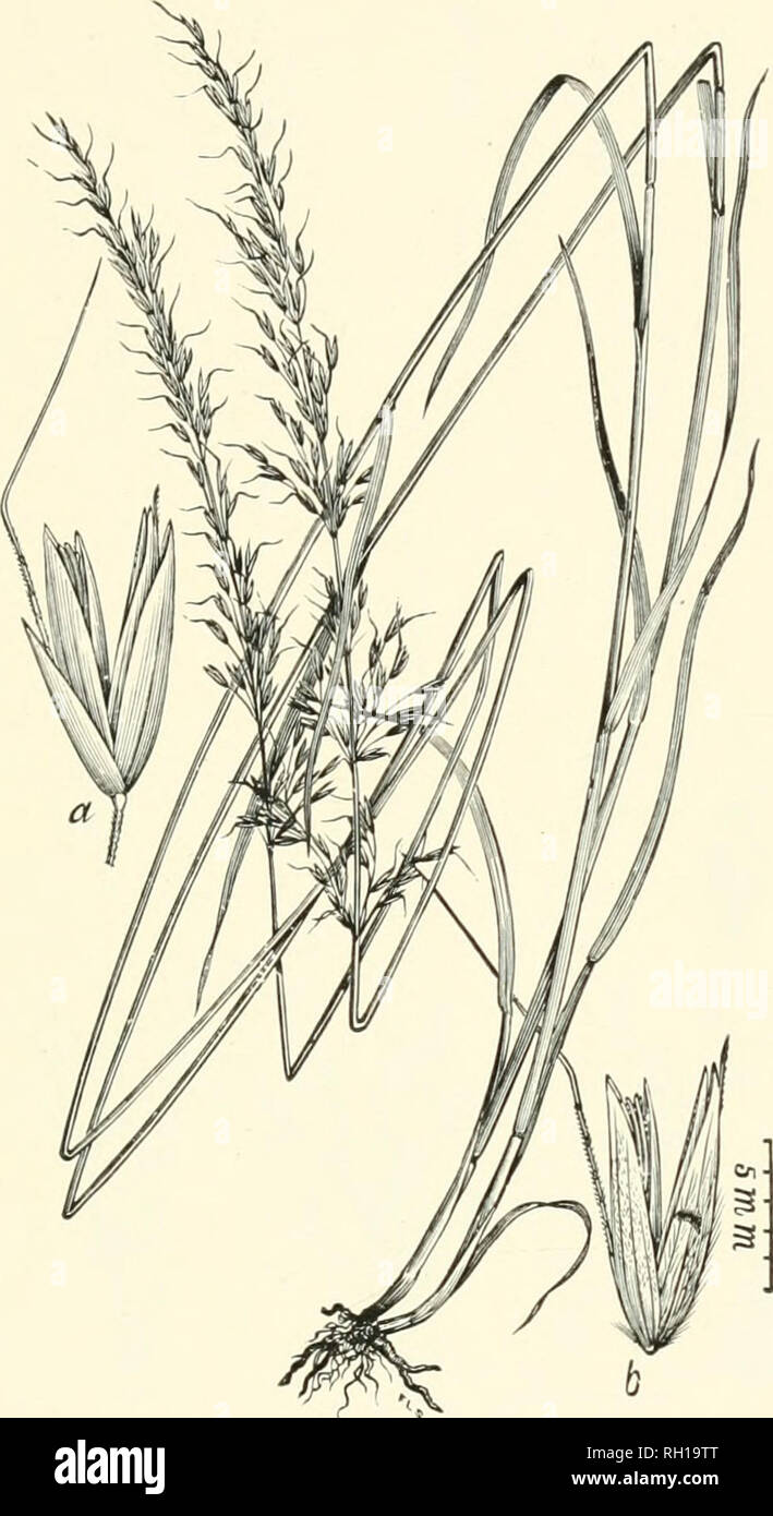 . Bulletin. Gramineae -- United States; Forage plants -- United States. 185. Fig. 167. Arrhenatherum elatius (L.) Beauv. {Arena elatior L.). Tall Oat-crass.—A loosely tufted perennial 6 to 12 dm. high, with flat leaves and narrow, loosely flowered panicles 15 to 20 cm. long.—Introduced from Europe as a fodder grass. Valuable; in Europe regarded as one of the best meadow grasses. May, June.. Please note that these images are extracted from scanned page images that may have been digitally enhanced for readability - coloration and appearance of these illustrations may not perfectly resemble the o Stock Photo