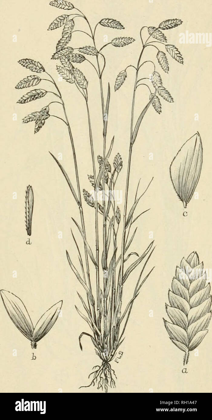 . Bulletin. Gramineae -- United States; Forage plants -- United States. 28 Speci.mexs examined.—Massachusetts (ex herb. W. P. Alcott in 1880). New York: Ithaca (W. R. Dudley in 1884). Delaware: Wihiiington (A. Commons 339 in 1898). Montana: (F. Lamson-Scribner 97 in 1883). Idaho: Lewiston (A. A. &amp; E. G. Heller 3203 in 1896; L. F. Henderson 4635 in 1894); Viola (Sandberg, Heller &amp; McDougal 482 in 1892); Coeur d'Alene Mountains (J. B. Leiberg 1006 in 1895). Utah: Echo (P. A. Rydberg2353 in 1895); Salt Lake City (L. H. Pam- mel 197 in 1899). Nevada: Reno (S. M. Tracy 194 in 1887). Washing Stock Photo