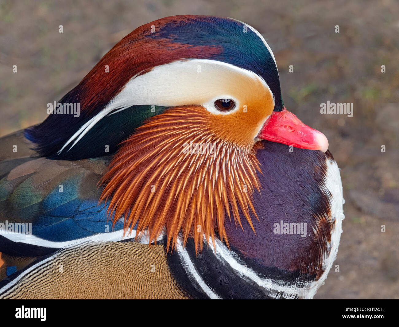 Portrait of a Mandarin Duck Axi sponsa Stock Photo