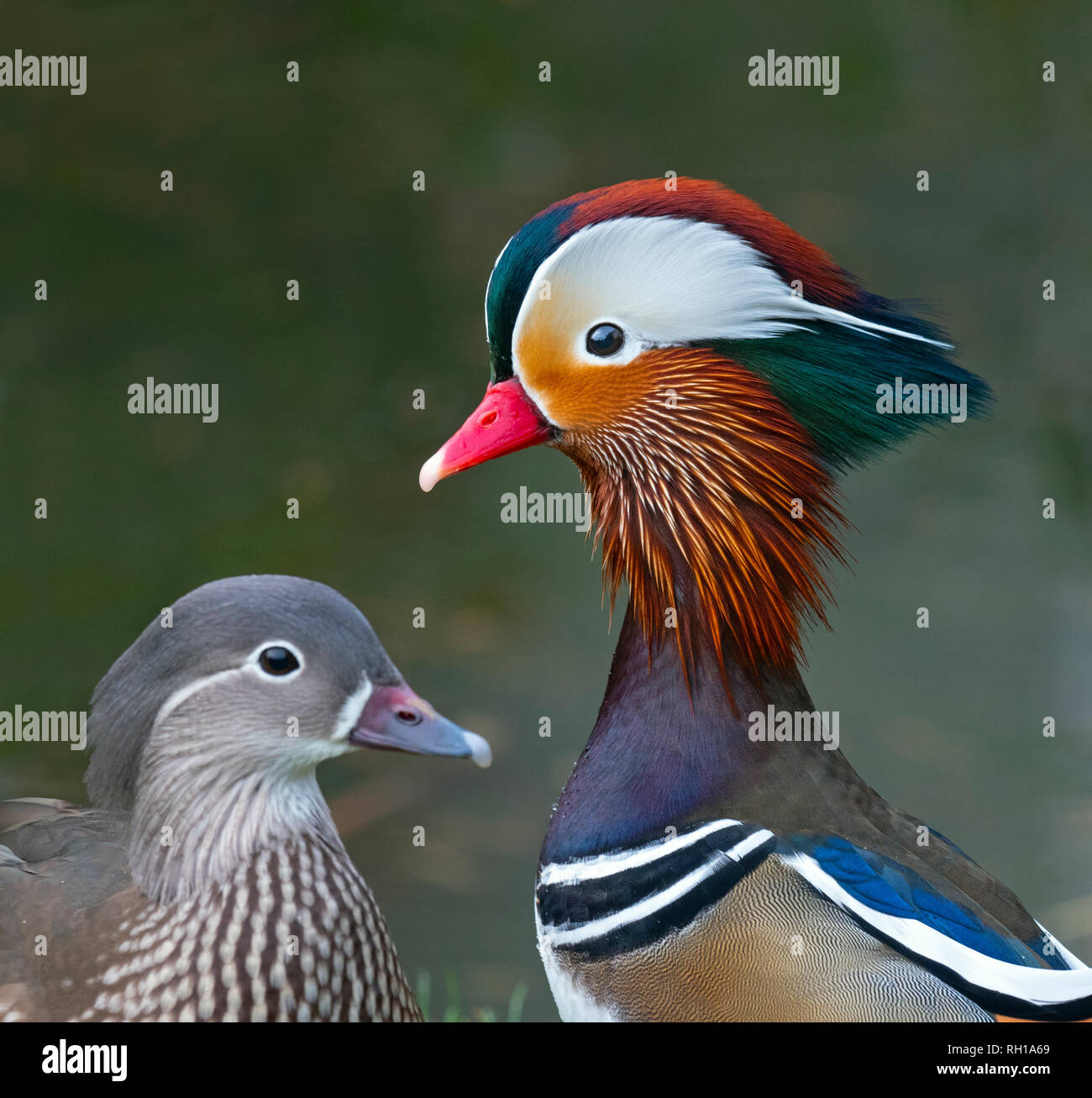 Portrait of a Mandarin Duck Axi sponsa male and female Stock Photo