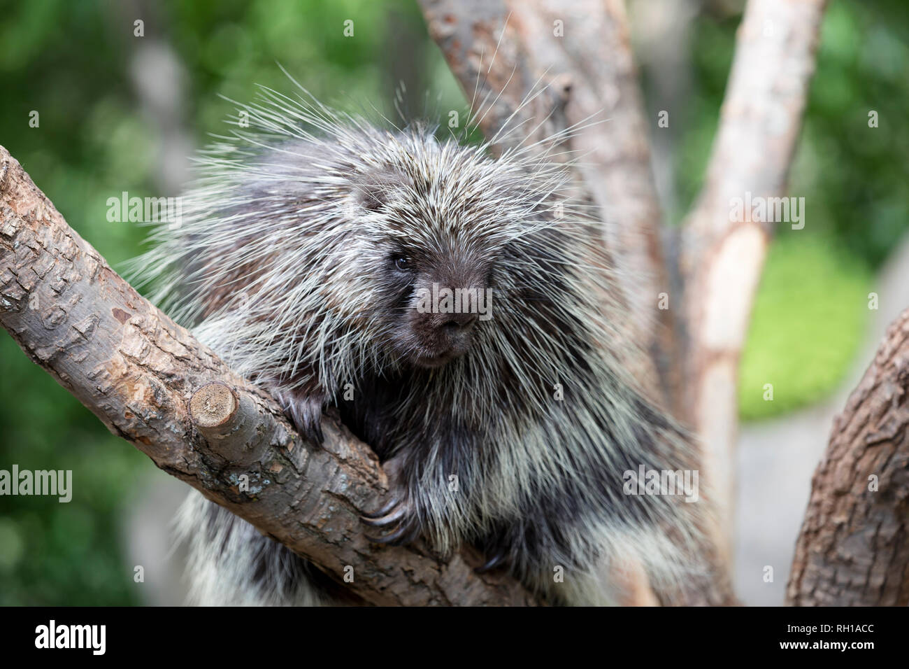 North American Porcupine (Erethizon Dorsatum) climbing a tree, also known as the Canadian Porcupine or common porcupine Stock Photo