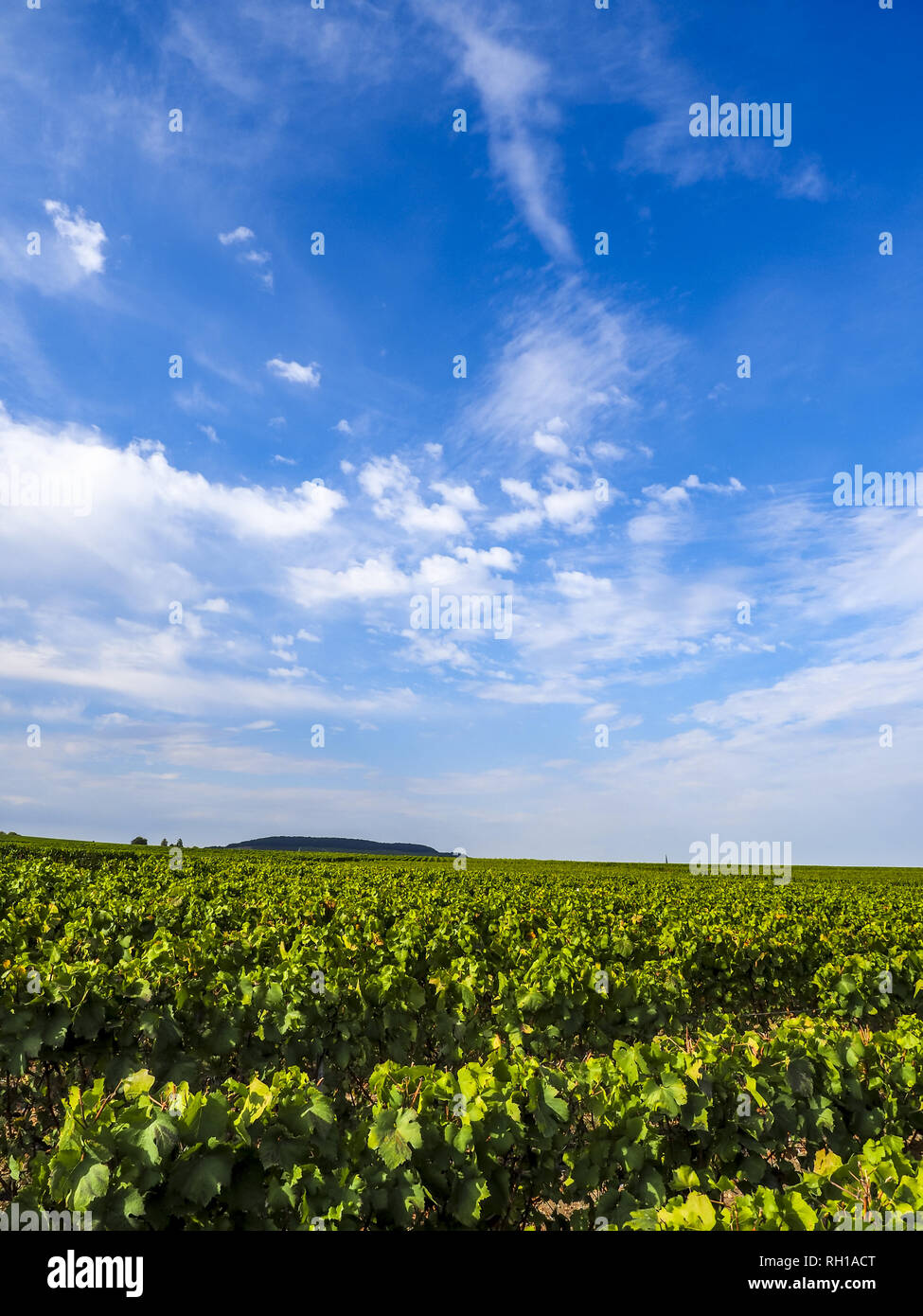 Oger, Champagne, Marne, France, Europe Stock Photo