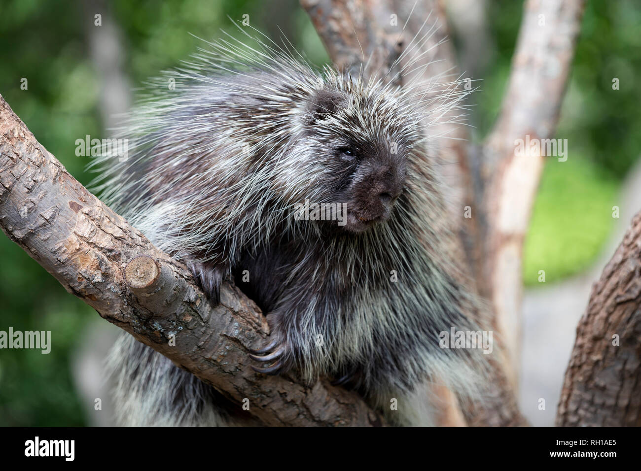 North American Porcupine (Erethizon Dorsatum) climbing a tree, also known as the Canadian Porcupine or common porcupine Stock Photo