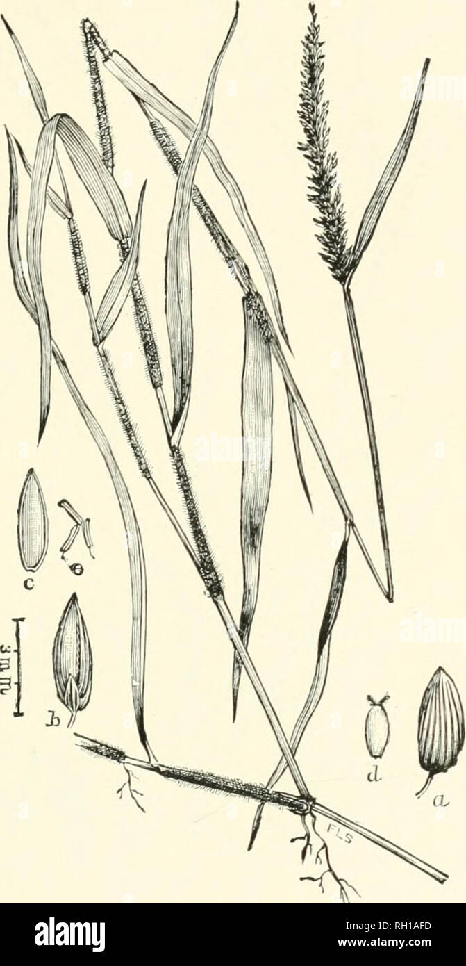 . Bulletin. Gramineae -- United States; Forage plants -- United States. 65. Fig. 47. Panicum gibbum Ell. Gibbous Panic-gkass.—A stolouiferous, branchiun perennial 3 to 9 dm. high, with narrowly lanceolate, flat leaves, and densely flowered spike-like panicles 10 to 1.5 cm. long.—Low. wet groiuuls, Virginia to Florida, Tennes- see. Louisiana, and Indian Territory. [Cuba, j .June-October. 11162—No. 7 5. Please note that these images are extracted from scanned page images that may have been digitally enhanced for readability - coloration and appearance of these illustrations may not perfectly res Stock Photo