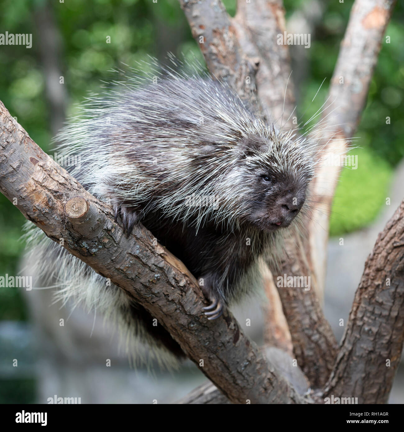 North American Porcupine (Erethizon Dorsatum) climbing a tree, also known as the Canadian Porcupine Stock Photo