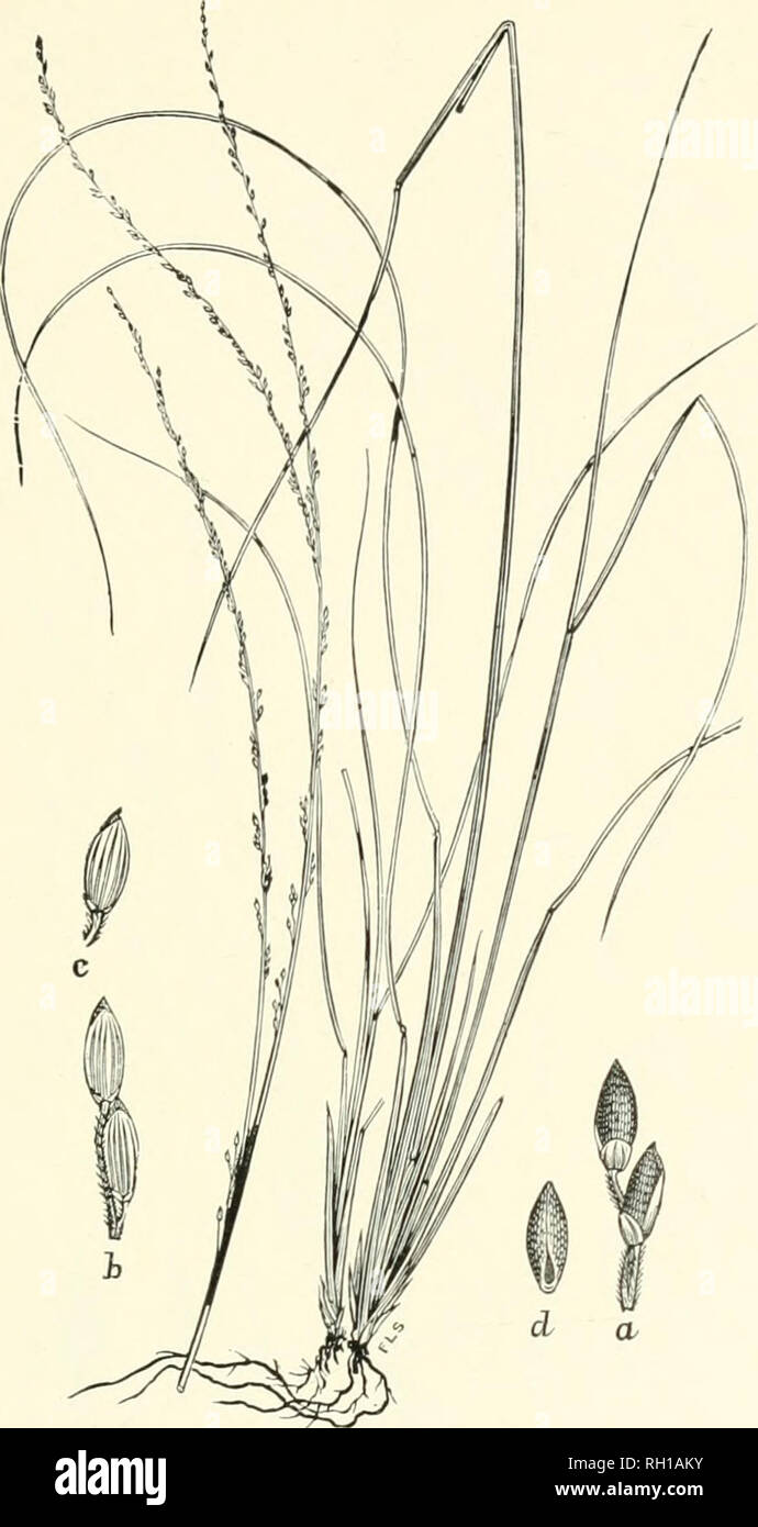 . Bulletin. Gramineae -- United States; Forage plants -- United States. 57. Fig. 39. Panicum gracillimuni Scribu.; liull. Torr. Bot. Club, 23 : 146. Slender Panicum.—A slender perennial 3 to 9 dm. high, with very narrow, elongated leaves and small, glabrous spikelets, racemose along the main axis and its branches, which are ajiproxiniate near the apex of the cuhn. Outer glumes gla- brous.—High pine lands, Lake County, Florida. (1192, Nash.) Julv.. Please note that these images are extracted from scanned page images that may have been digitally enhanced for readability - coloration and appearan Stock Photo