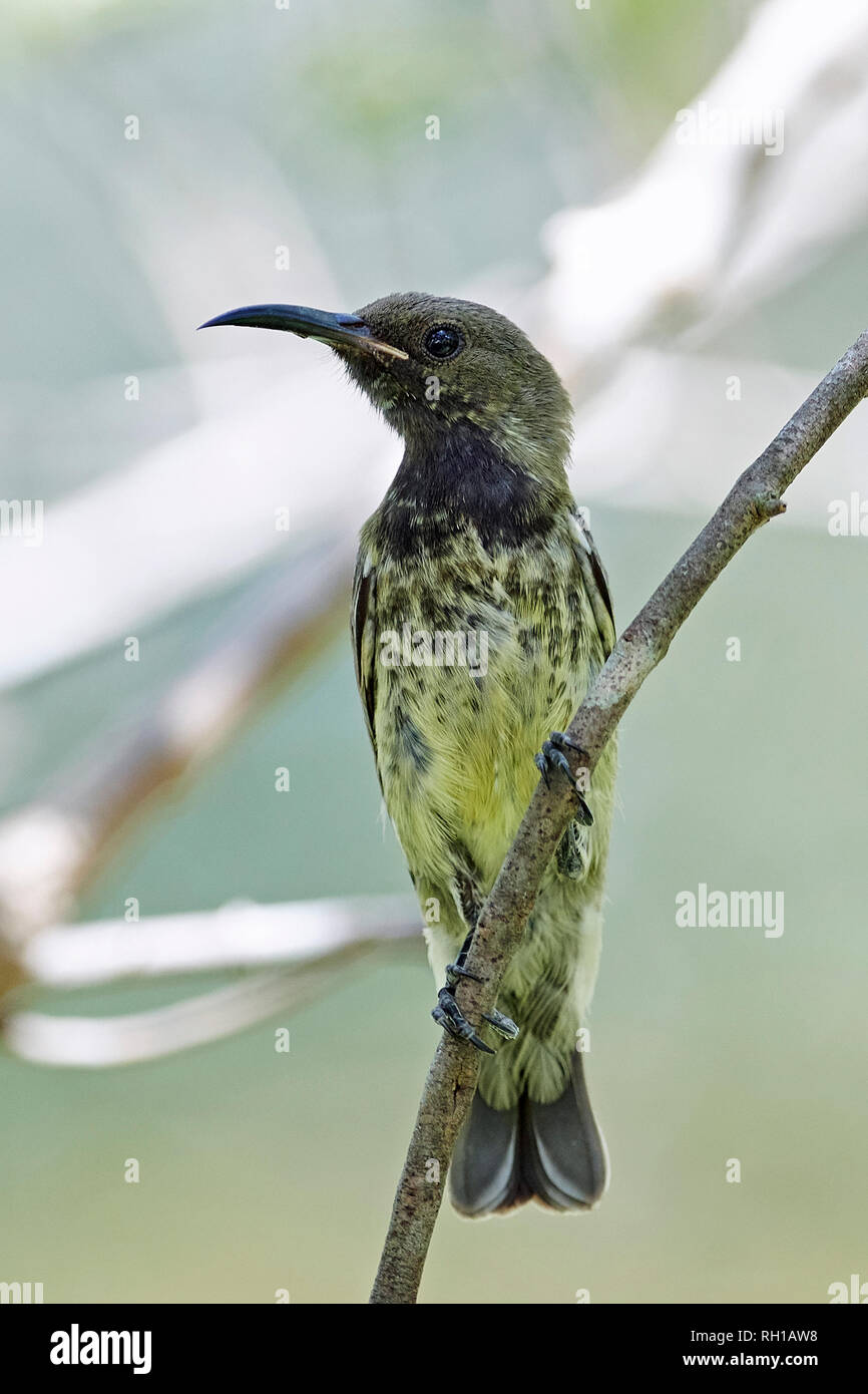 Beautiful sunbird in its natural habitat in Gambia Stock Photo Alamy