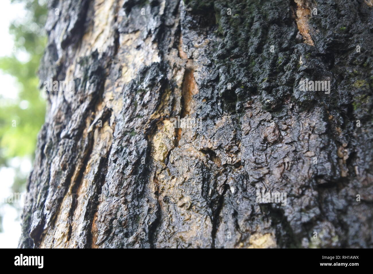 Tree wallpaper hd hi-res stock photography and images - Alamy