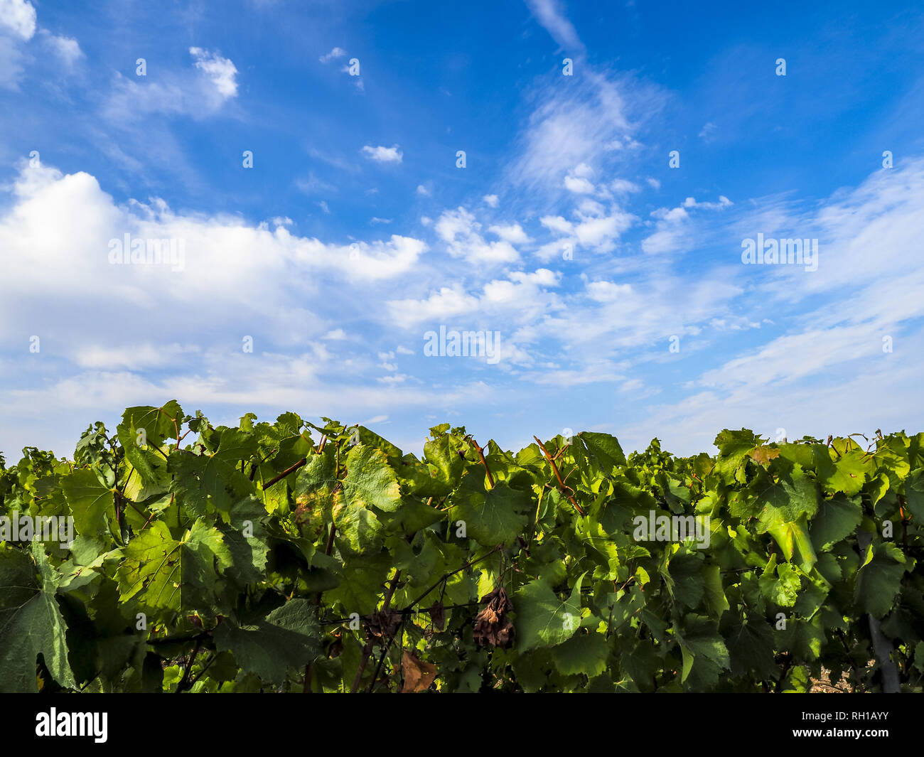 Oger, Champagne, Marne, France, Europe Stock Photo