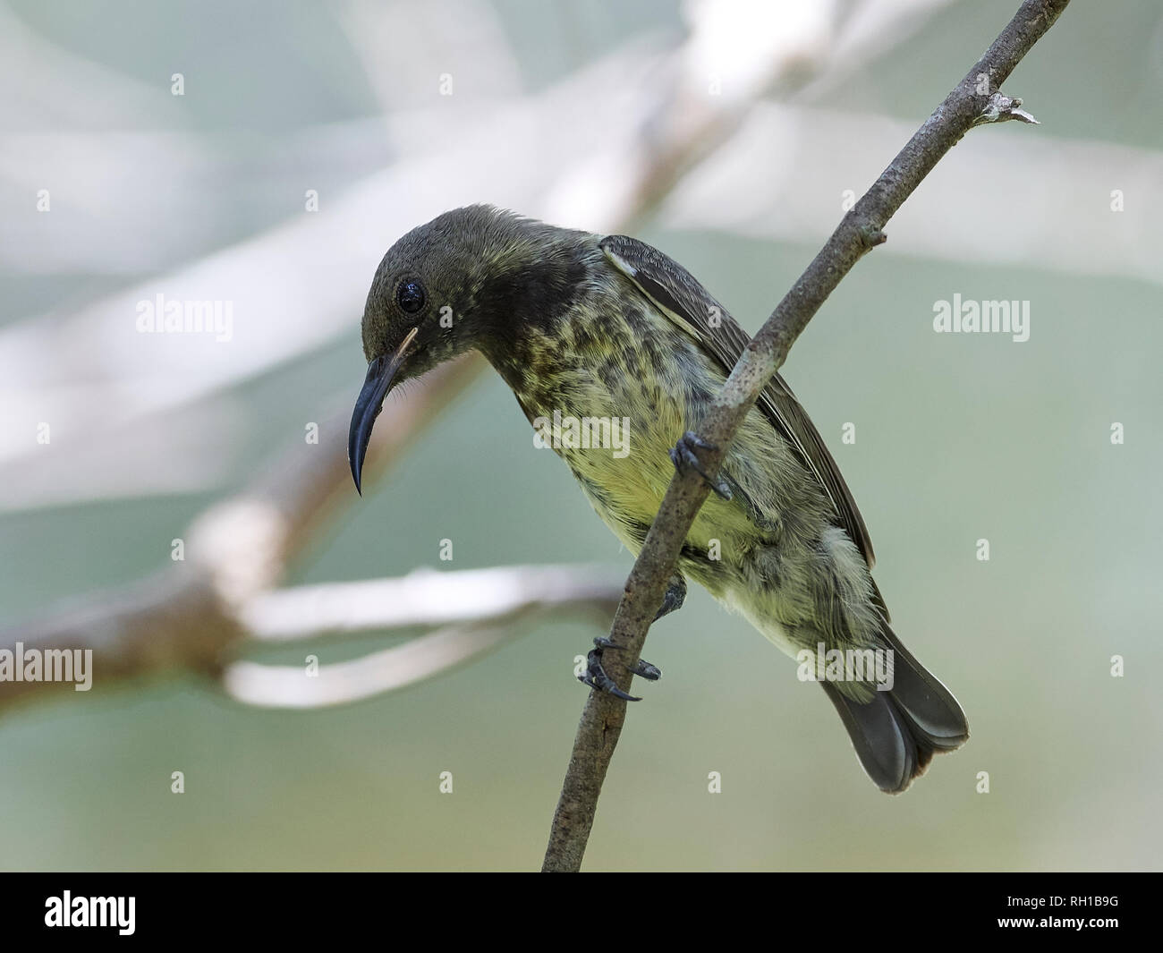 Beautiful sunbird in its natural habitat in Gambia Stock Photo Alamy