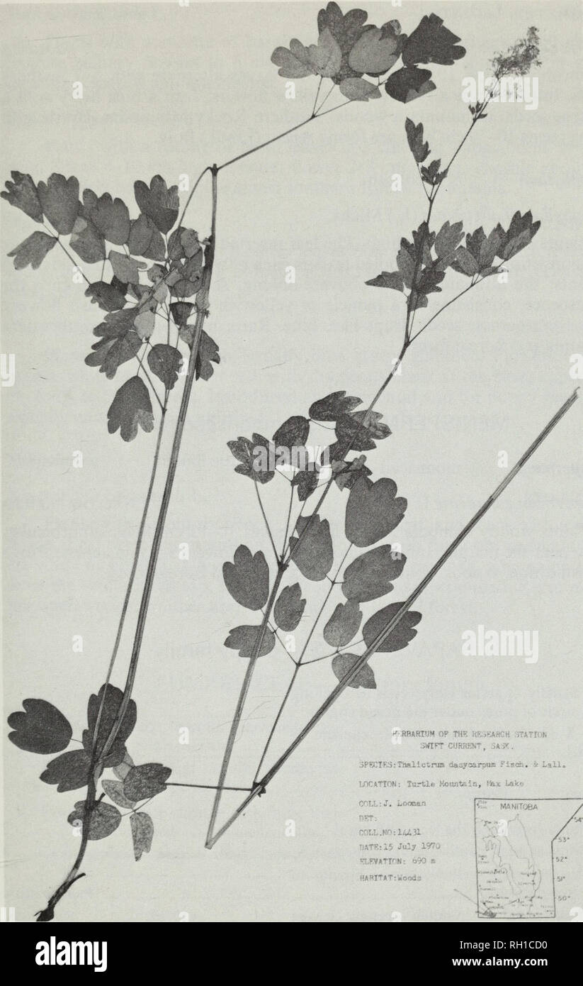. Budd's flora of the Canadian Prairie Provinces. Botany; Botanique. Fig. 114. Tall meadow-rue, Thalictrum dasycarpum Fisch. &amp; Lall. 383. Please note that these images are extracted from scanned page images that may have been digitally enhanced for readability - coloration and appearance of these illustrations may not perfectly resemble the original work.. [Ottawa] : Research Branch, Agriculture Canada Stock Photo
