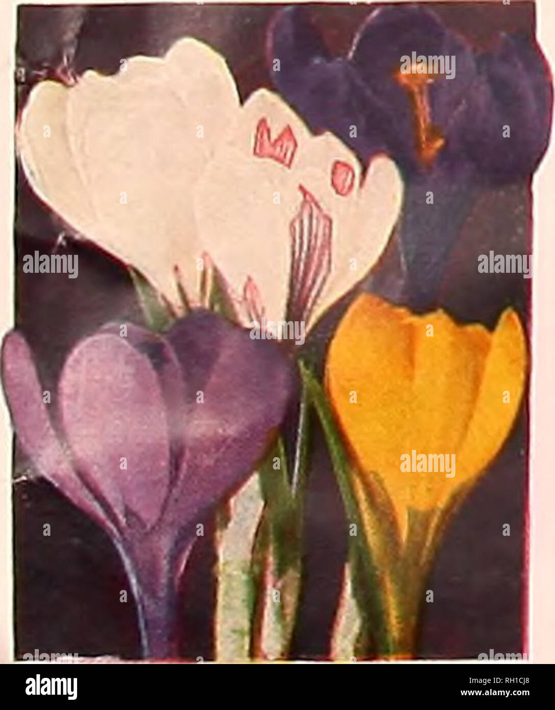 . Bulbs seeds roses : fall 1960. Nurseries (Horticulture) Catalogs; Flowers Seeds Catalogs; Bulbs (Plants) Catalogs; Roses Catalogs. CROCUS CHIONODOXAS (Glory-of-the-Snow) Purpurea Grandlllora. Romombranco. Dark bl Snowstorm. I'lire while. Vanguard. I'nUy ageri Yellow Mammoth. Aufumn-Flowering Crocus CROCUS LONGIFLORUS 12 for SSc; 100 for $3.50, postpaid. LILIES Lucllia&gt;. Urii'1.1 . v.,iu- .niter. 6 bulbs 25c; 12 tor 40c; 100 for S2.5S, postpaid. Lucllio; alba. I'nr ,s I i. i i i&gt;i 6 bulbs 30c; 12 for 50c; 100 for $3.15, postpaid. LuclltiG rosea. I-hh'v.un wiih pii^k ll.^wcrs. ebulbs 30 Stock Photo