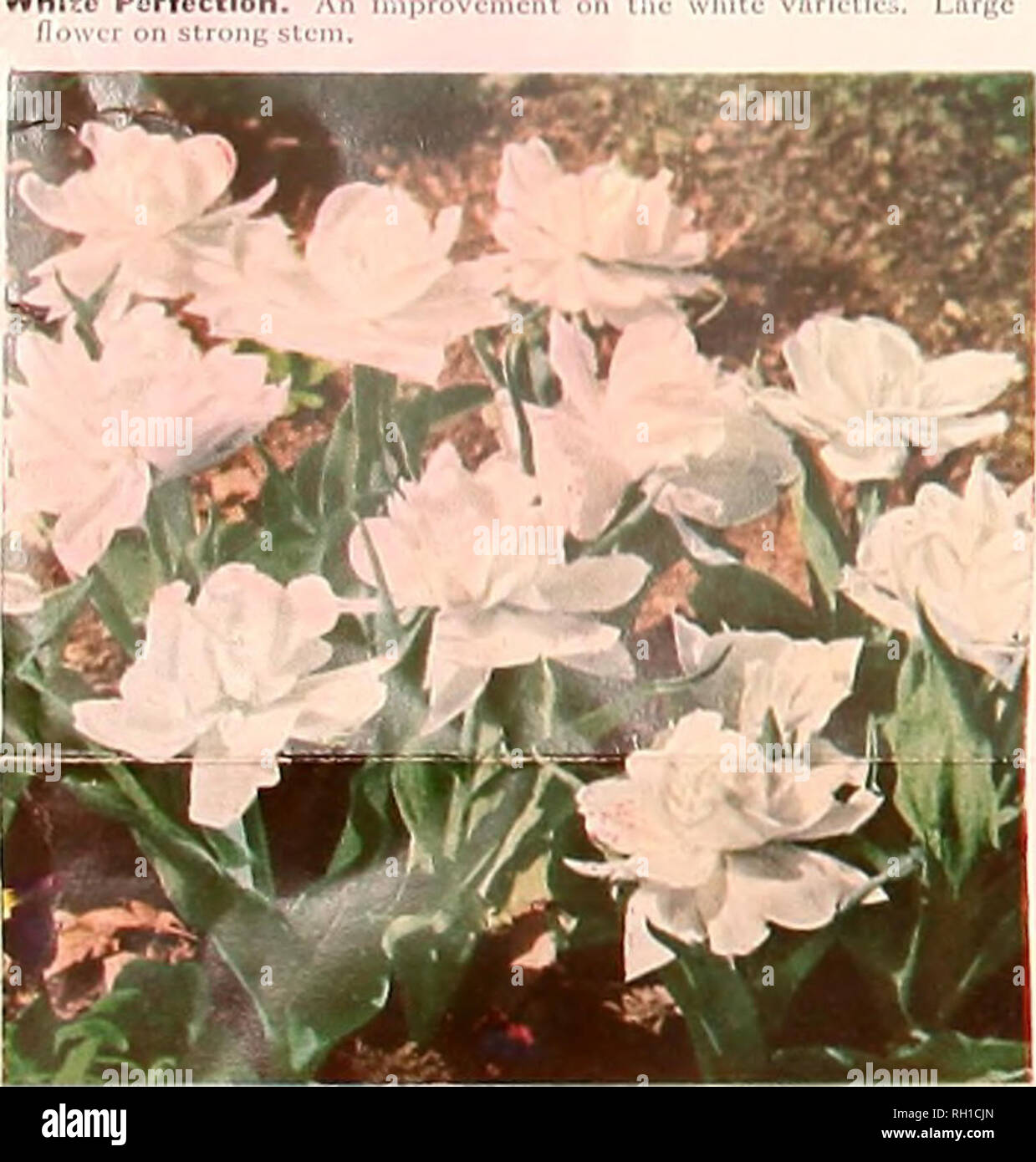 . Bulbs seeds roses : fall 1960. Nurseries (Horticulture) Catalogs; Flowers Seeds Catalogs; Bulbs (Plants) Catalogs; Roses Catalogs. TULIP, BLUE PARROT FANCY DUTCH IRIS IXIA - Mixed Colors 6 bulbs 40c; 12 for 70c; 100 for $3.95, postpaid Blue Champion. A «-w i^i^rii Mm.- Iivbrid. Bronze Queen. Bri.ji/,e wiih vinh^t sliiiidiirds. Very striking i Joan of Arc. Very Inrge, crcn on the lalls. King Mauve. Mnuvc-bluc in Prof. Blaauw. '^irikiiig deep i-whiiL- llower willi n liirgi; yellow blotch L-olor nths, 12 bulbs 40c: 100 for SPARAXIS, FIRE KING (Wandflower) i)f unusual bcnuty. A member ing narro Stock Photo