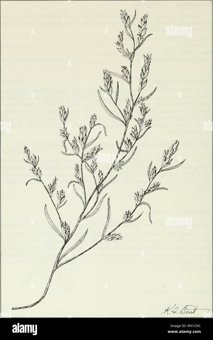 . Budd's flora of the Canadian Prairie Provinces. Botany; Botanique. Fig. 102. Villose bugseed, Corispermum orientale Lam. var. emarginatum (Rydb.) Macbr. 336. Please note that these images are extracted from scanned page images that may have been digitally enhanced for readability - coloration and appearance of these illustrations may not perfectly resemble the original work.. [Ottawa] : Research Branch, Agriculture Canada Stock Photo