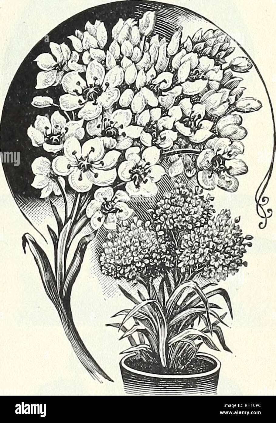 . Bulbs, plants, seeds for autumn planting : 1899. Gardening Equipment and supplies Catalogs; Seeds Catalogs; Bulbs (Plants) Catalogs; Flowers Catalogs; Flowers Seeds Catalogs. nil il A Biflora. Mexican Star Flower. A beautiful * III—ii-«»« summer-blooming bulb, for sunny positions. A row or bed of them is always in flower after the middle of summer and &quot;very attractive. Flowers star-shaped, IV2 inches across, clear waxy white, of great substance, enlivened by a frost-like sparkle; the fragrance is delightful. Place a stalk in water and the flowers will all open; we have seen 11 stalks .s Stock Photo