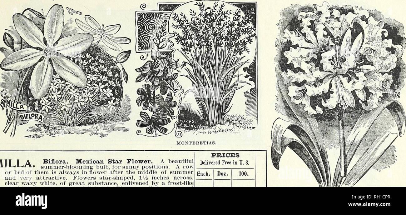 . Bulbs, plants, seeds for autumn planting : 1899. Gardening Equipment and supplies Catalogs; Seeds Catalogs; Bulbs (Plants) Catalogs; Flowers Catalogs; Flowers Seeds Catalogs. PETER HENDERSON &amp; CO., NEW YORK.-MISCEELANEOUS BULBS. 41. nil il A Biflora. Mexican Star Flower. A beautiful * III—ii-«»« summer-blooming bulb, for sunny positions. A row or bed of them is always in flower after the middle of summer and &quot;very attractive. Flowers star-shaped, IV2 inches across, clear waxy white, of great substance, enlivened by a frost-like sparkle; the fragrance is delightful. Place a stalk in  Stock Photo