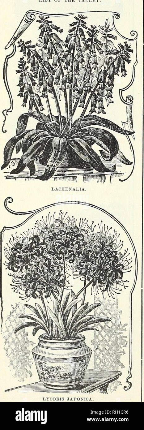 Bulbs Plants Seeds For Autumn Planting 1899 Gardening Equipment And Supplies Catalogs Seeds Catalogs Bulbs Plants