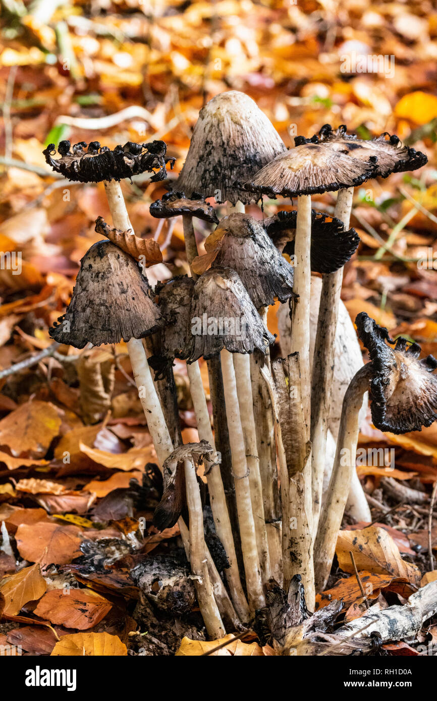 Grassland habitat fungi hires stock photography and images Alamy