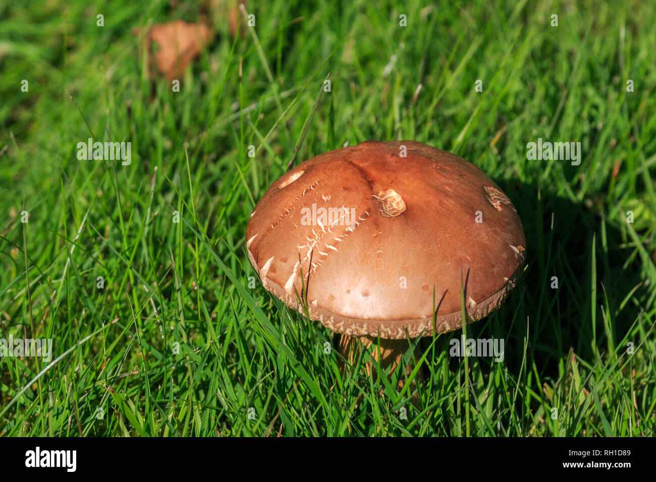 Sunlit Boletus erythropus mushroom growing amongst grass Stock Photo