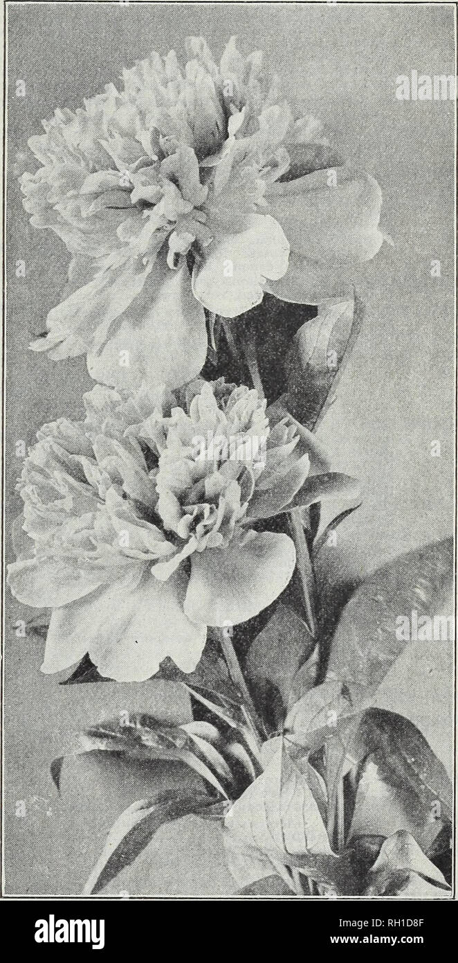 . Bulbs and seeds : autumn 1915. Seeds Catalogs; Bulbs (Plants) Catalogs; Vegetables Seeds Catalogs. M. FERRY &amp; CO., DETROIT, MICH. 39 PEONIES (DOUBLE CHINESE) Ready in September The Peony, of all the list of bulbous or tuberous-rooted plants, is perhaps the oldest and best known inhabitant of the flower garden and in the improved double Chinese forms {Paeonia Chinensis) offered by us the gorgeous display of blooms in the month of June is unequaled, the flowers being perfectly double, many being very fragrant and all of massive size. The abundant dark green foliage is excep- tionally clean Stock Photo