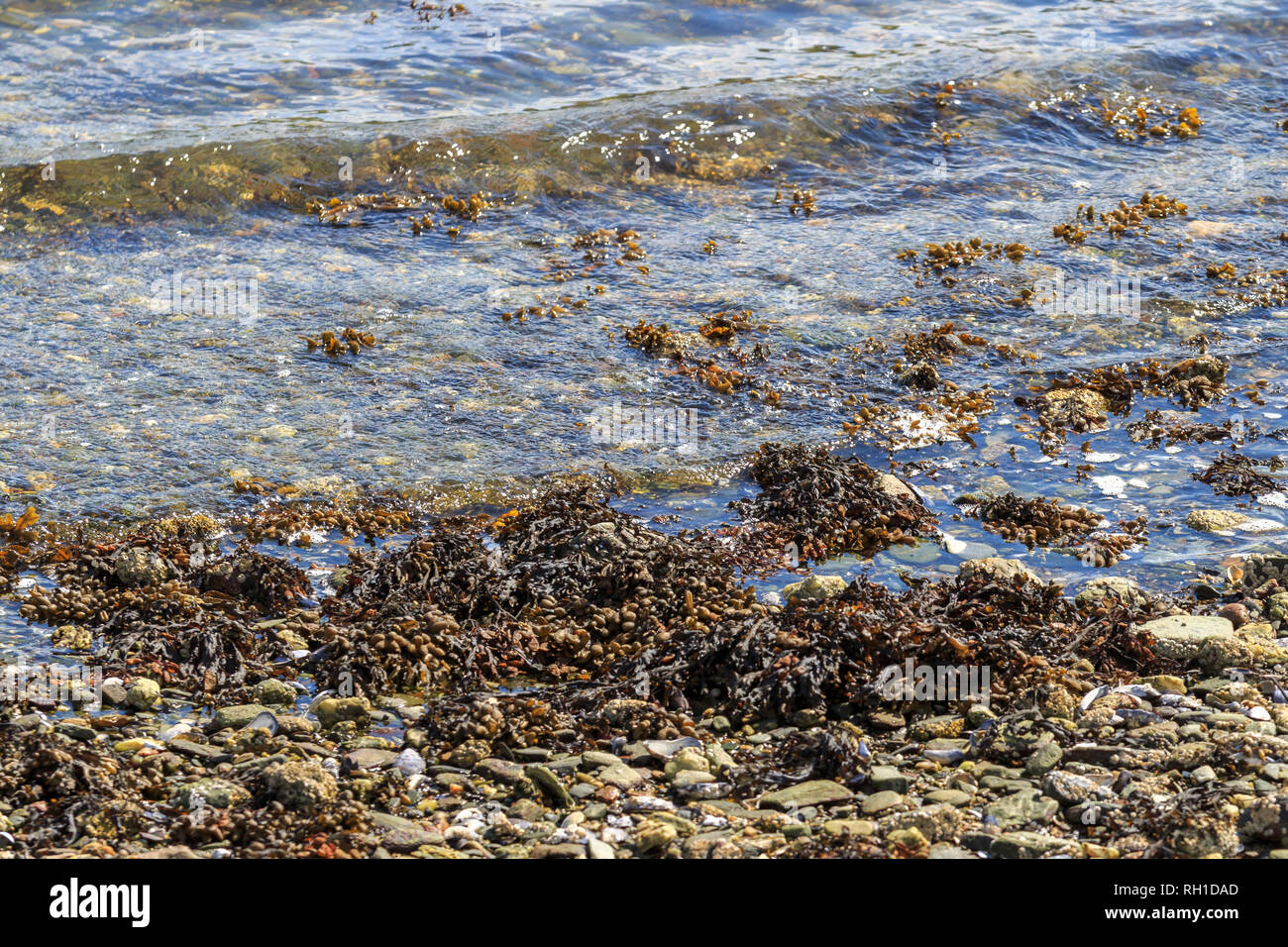 Seaweed and pebbles in clear water Stock Photo