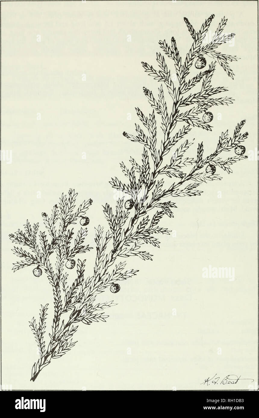. Budd's flora of the Canadian Prairie Provinces. Botany; Botanique. Fig. 18. Creeping juniper, Juniperus horizontalis Moench. 62. Please note that these images are extracted from scanned page images that may have been digitally enhanced for readability - coloration and appearance of these illustrations may not perfectly resemble the original work.. [Ottawa] : Research Branch, Agriculture Canada Stock Photo