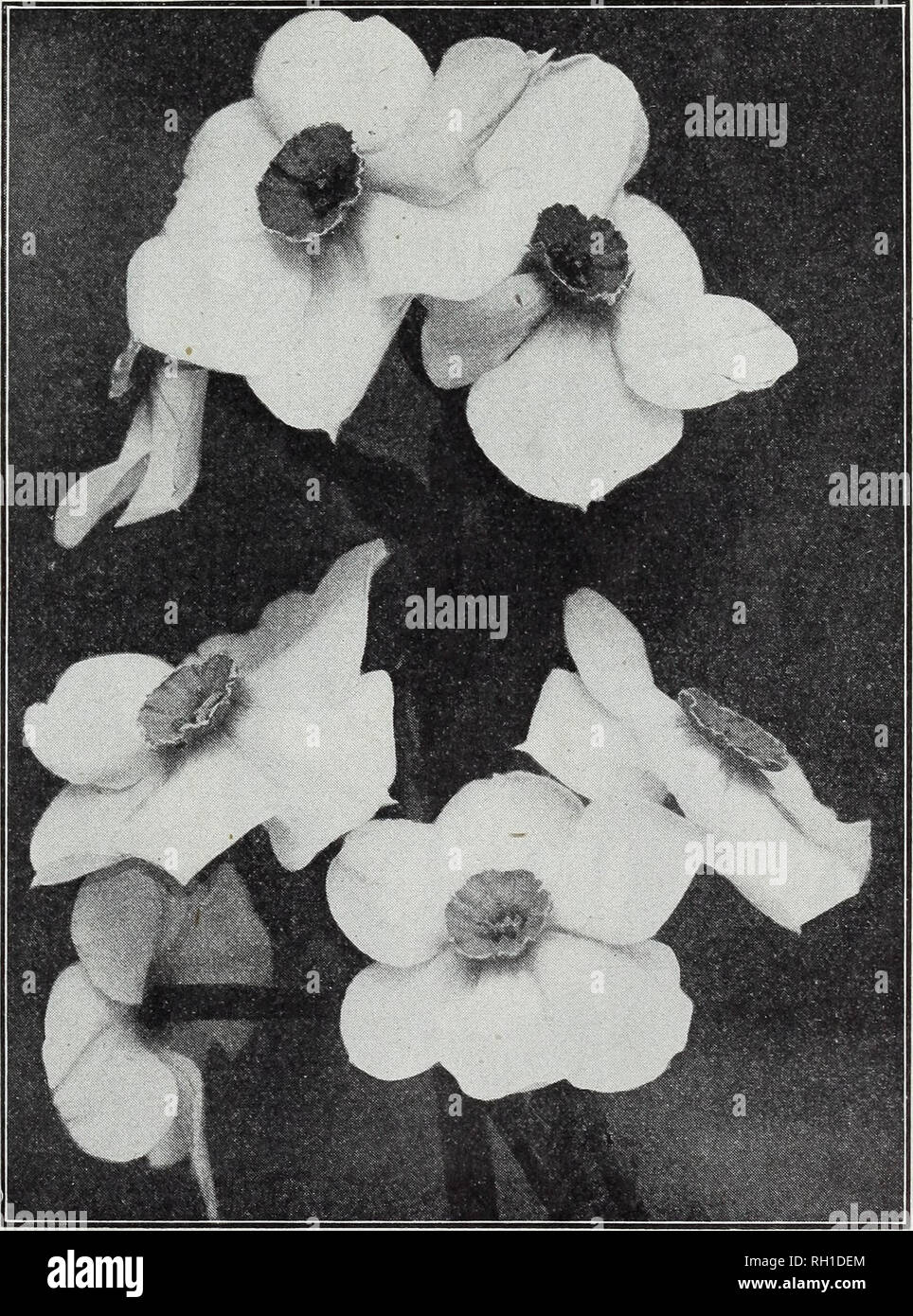 . Bulbs and seeds : autumn 1915. Seeds Catalogs; Bulbs (Plants) Catalogs; Vegetables Seeds Catalogs. M. FERRY &amp; CO., DETROIT, MICH. 13 DOUBLE NARCISSUS (daffodid These hardy double daffodils are much in demand for outdoor bedding and borders and with the ex- ception of Albus Plenus Odoratus they succeed well for indoor forcing. All are fine for cutting. EACH DOZ Incomparable [Butter and Eggs) Large very double flowers, light yellow and orange, fra- grant, splendid for winter cut flowers or out of doors. ^1.50 per 100 3 Orange Phoenix {Eggs and Bacon) Creamy white and orange, large petals.  Stock Photo
