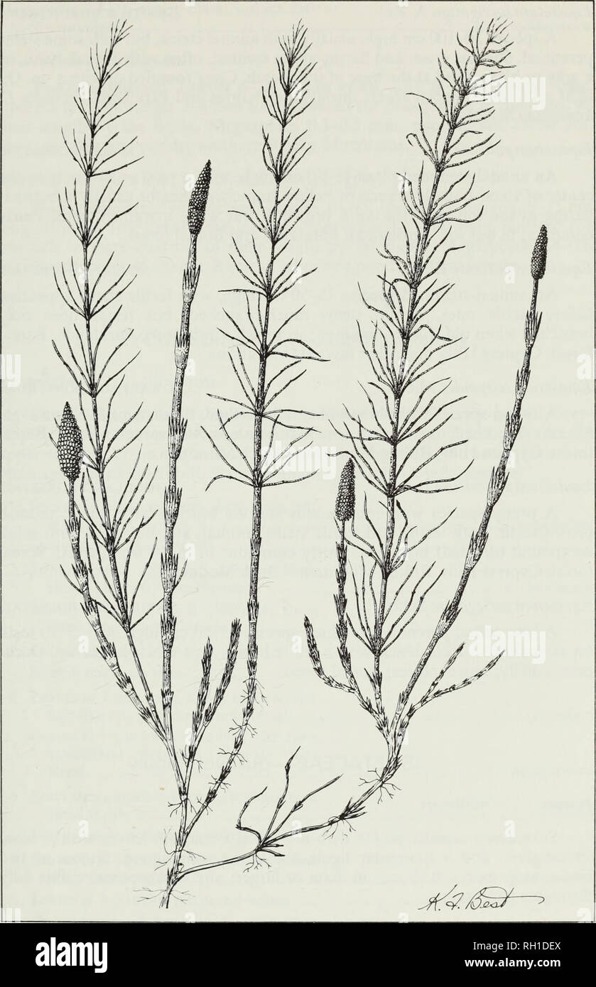 . Budd's flora of the Canadian Prairie Provinces. Botany; Botanique. Fig. 15. Common horsetail, Equisetum arvense L. 49. Please note that these images are extracted from scanned page images that may have been digitally enhanced for readability - coloration and appearance of these illustrations may not perfectly resemble the original work.. [Ottawa] : Research Branch, Agriculture Canada Stock Photo