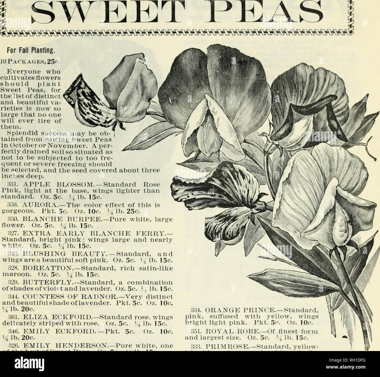 . Bulbs and seeds : autumn 1900. Gardening Equipment and supplies Catalogs; Agricultural implements Catalogs; Seeds Catalogs; Bulbs (Plants) Catalogs; Vegetables Catalogs. GRIFFITH &amp; TURNER CO., BALTIMORE, MD. IS SWEET PEAS. Everyone who cultivates flowers should plant Sweet Peas, for the list of distinct and beautiful va- rieties is noM' so large that no one will ever tire of them. Splendid success may he ob- tained from sowing Sweet I'eas in (ictobcr or November. A per- fectly drained soil so situated as not to be subjected to too tre- ((uent or severe freezing should be selected, and th Stock Photo