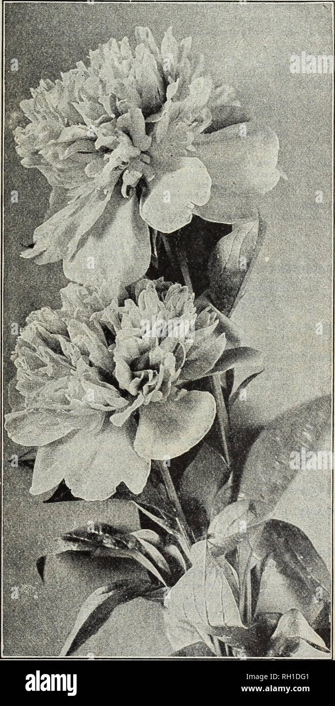 . Bulbs and seeds : autumn 1913. Seeds Catalogs; Bulbs (Plants) Catalogs; Vegetables Seeds Catalogs. M. FERRY &amp; CO., DETROIT, MICH. 19 PEONIES (DOUBLE CHINESE) Ready in October The Peony, of all the list of bulbous or tuberous-rooted plants, is perhaps the oldest and best known inhabitant of the flower garden and in the improved double Chinese forms {Paeonia Chinensis) offered by us the gorgeous display of blooms in the month of June is unequaled, the flowers being perfectly double, many being very fragrant and all of massive size. The abundant dark green foliage is excep- tionally clean a Stock Photo