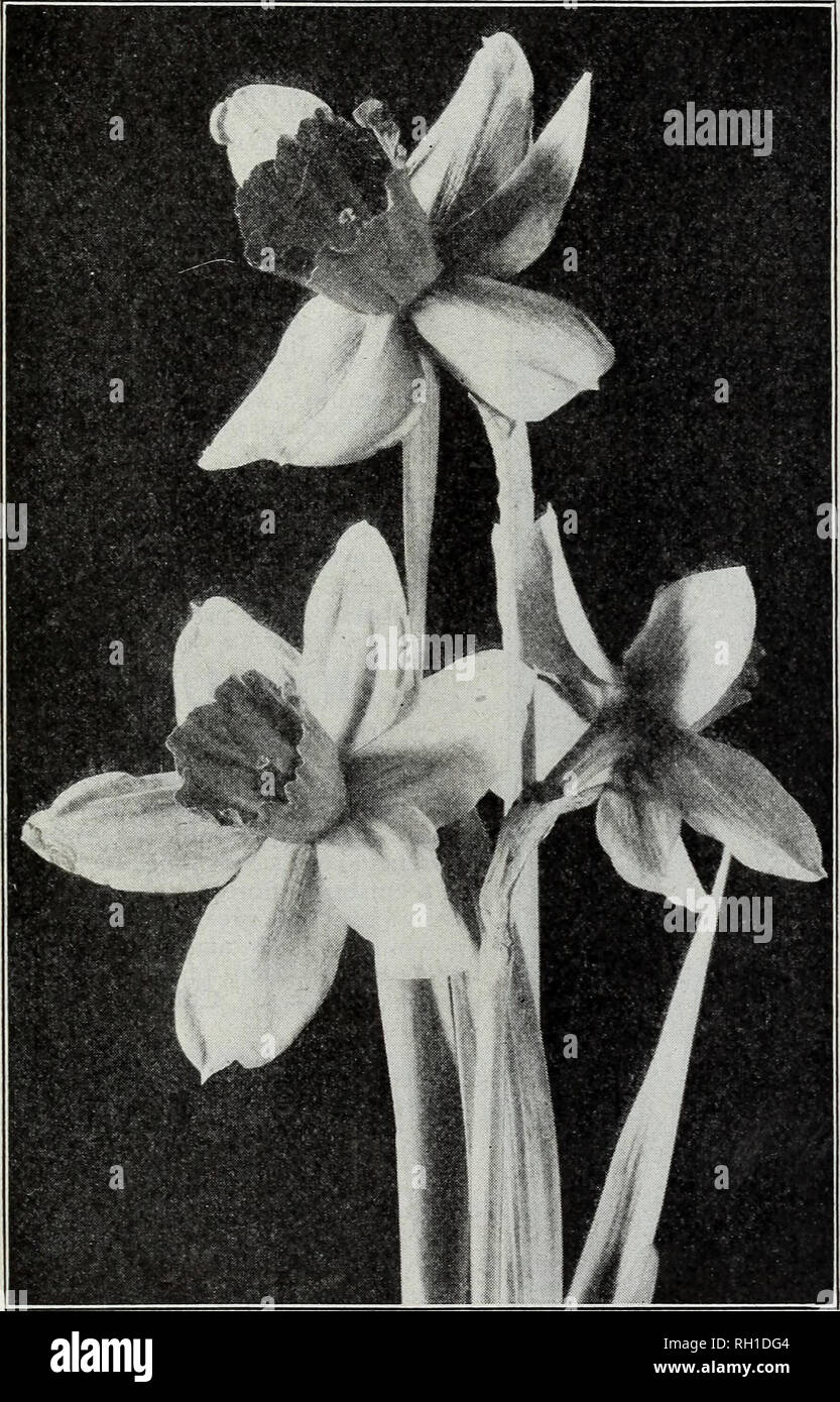 . Bulbs and seeds : autumn 1919. Seeds Catalogs; Bulbs (Plants) Catalogs; Vegetables Seeds Catalogs. D. M. FERJR.Y &amp; CO., DETROIT, MICH. 13 Single Trumpet Narcissus or Daffodil—Continued King Alfred. Golden yellow perianth and trumpet, the latter of beautiful form with deeply frilled mouth, large bold flower, strong grower. 25c. each; I2.50 per doz. Princeps {Bicolor) Sulphur colored perianth, with rich yellow trumpet; early variety, suitable both for forcing and for planting out of doors. (Double nosed bulbs.) 8c. each; 75c. per doz.; ^6.00 per 100. Trumpet Major. Deep golden yellow. An e Stock Photo