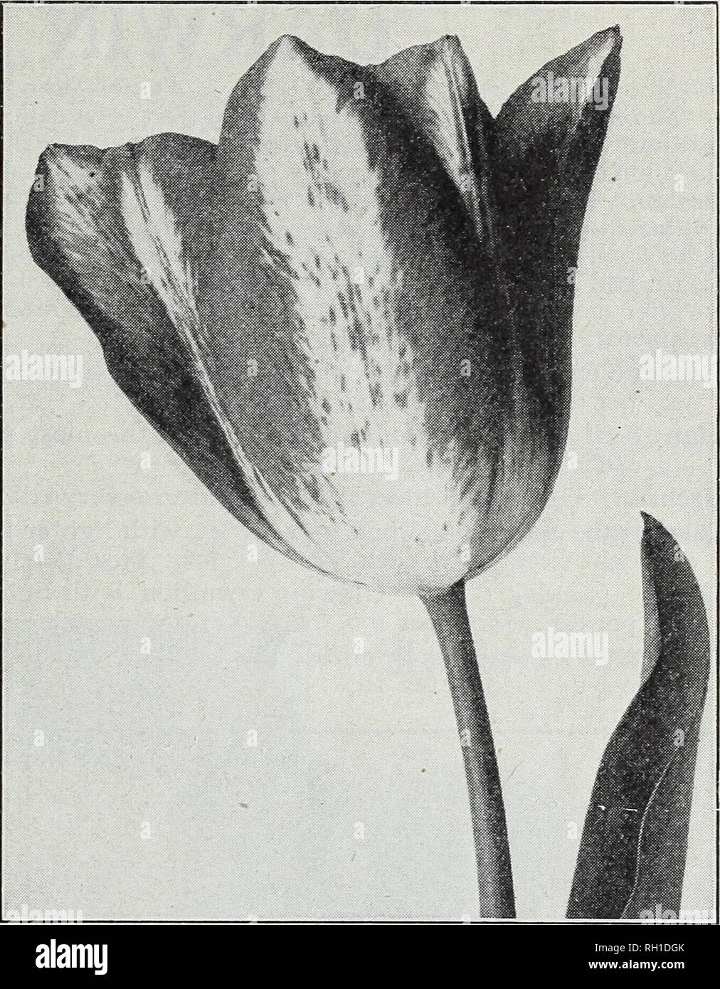 Bulbs And Seeds Autumn 1915 Seeds Catalogs Bulbs Plants