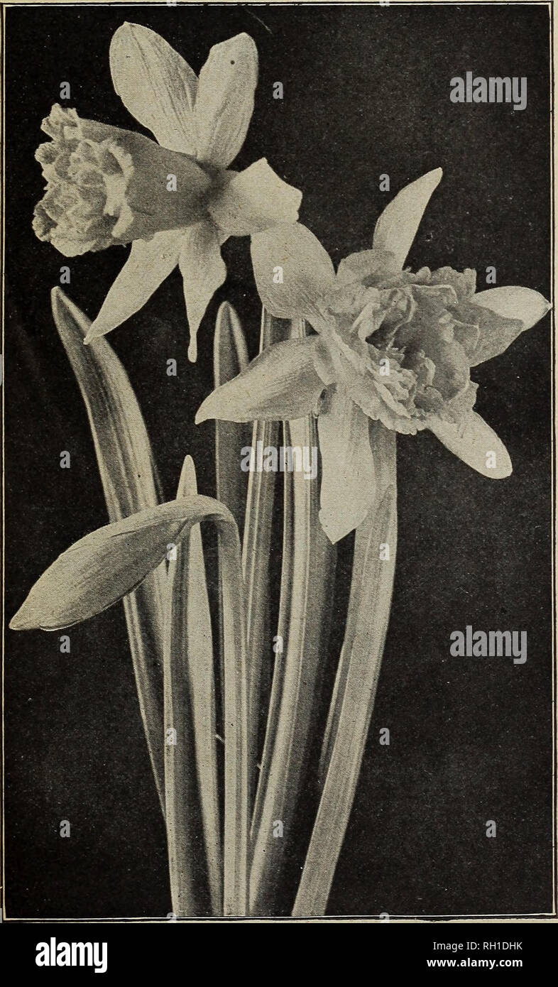 . Bulbs and seeds : autumn 1916. Seeds Catalogs; Bulbs (Plants) Catalogs; Vegetables Seeds Catalogs. D. M. FERRY &amp; CO. DETROIT. MICH. 13 DOUBLE NARCISSUS (daffodil) These hardy double daffodils are much in demand for outdoor bedding and borders and succeed well for indoor forcing. All are fine for cutting. Incomparable {Butter and Eggs) Large very double flowers, light yellow and orange, fra- each doz. grant, splendid for winter cut flowers or out of doors. .^1.75 per 100 3 |o 30 Orange Phoenix (Eggs and Bacon) Creamy white and orange, large petals. |2.oo per 100.. 4 35 Von Sion {First siz Stock Photo