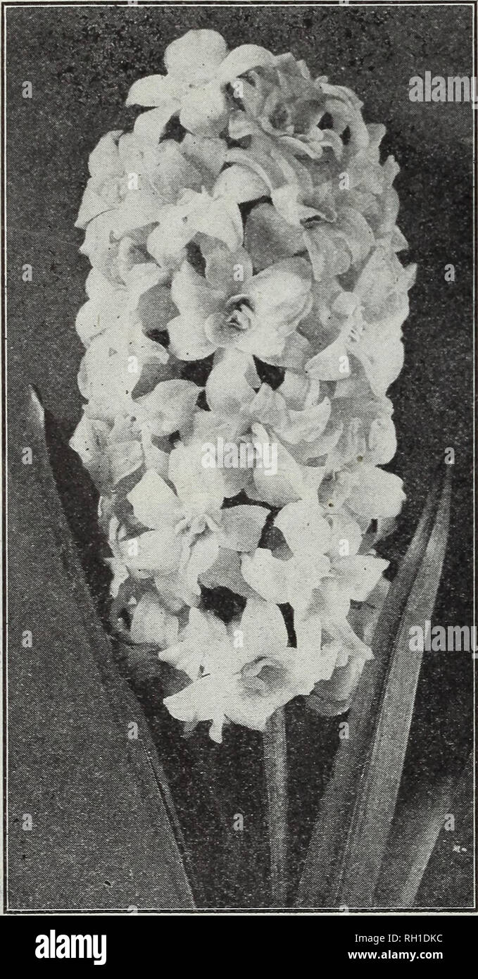 . Bulbs and seeds : autumn 1915. Seeds Catalogs; Bulbs (Plants) Catalogs; Vegetables Seeds Catalogs. M FERRY &amp; CO., DETROIT, MICH. DOUBLE HYACINTHS Our double hyacinths are of high grade, and can be depended upon to produce double flowers in a proportion unequaled in inferior grades; however, it is well known that there is always in the double varieties a tendency to produce single flowers. The double varieties marked (*) are desirable for forcing, DOUBLE WHITE kach Isabella. Blush white, strong bulb, large double bells 12 *La Tour d'Auvergne. Clear white, with tall spike and large bells 1 Stock Photo