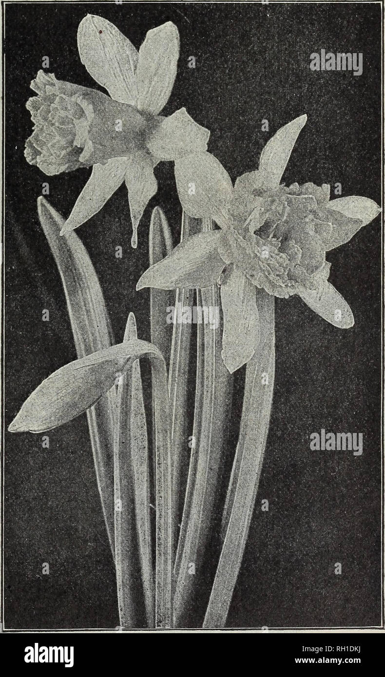 . Bulbs and seeds : autumn 1913. Seeds Catalogs; Bulbs (Plants) Catalogs; Vegetables Seeds Catalogs. D. M. FERRY &amp; CO., DETROIT, MICH. 13 DOUBLE NARCISSUS (daffodil) These hardy double daffodils are much in demand for outdoor bedding and borders and with the ex ception of Albus Plenus Odoratus they succeed well for indoor forcing. All are fine for cutting. EACH DOZ Albus Plenus Odoratus {Double PoeVs Narcissus) Pure white, many petals, gardenia-like, sweet scented, late; should be planted as early as possible. ^1.25 per 100 4 Incomparable {Butter and Eggs) Large very double flowers, light  Stock Photo