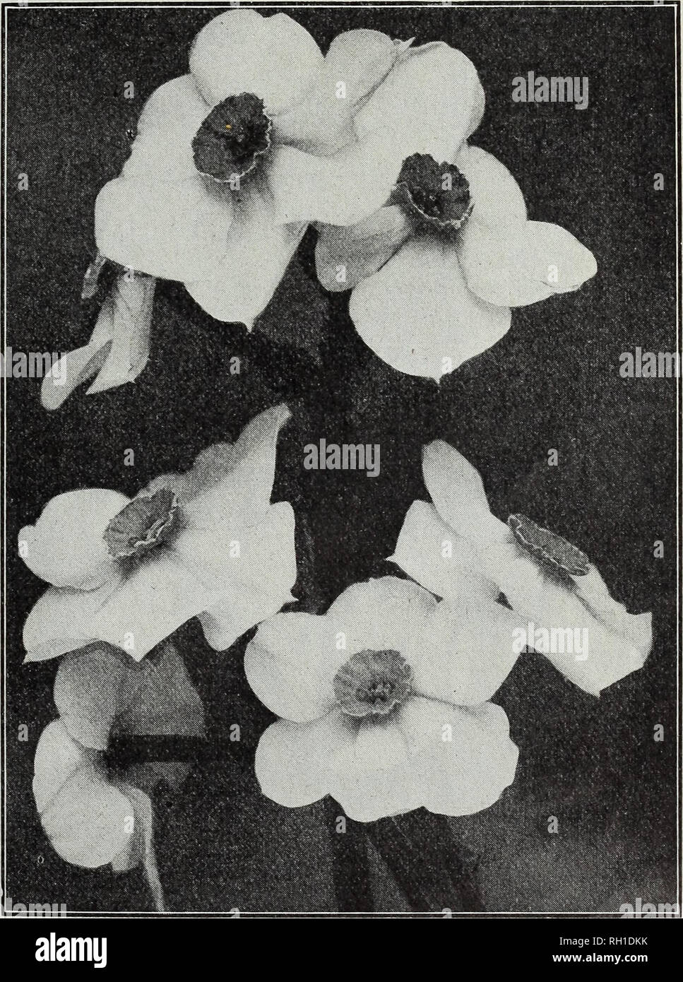 . Bulbs &amp; seeds : autumn 1914. Seeds Catalogs; Bulbs (Plants) Catalogs; Vegetables Seeds Catalogs. M. FERRY Sc CO., DETROIT, MICH. 13 DOUBLE NARCISSUS (daffodil) These hardy double daffodils are much in demand for outdoor bedding and borders and with the ex- ception of Albus Plenus Odoratus they succeed well for indoor forcing. All are fine for cutting. EACH DOZ Incomparable {Butter a7id £g-o-s) L#rge very double flowers, light yellow and orange, fra- grant, splendid for winter cut flowers or out of doors. {See cut, page 12) ^1.50 per 100. ... 3 Orange Phoenix {Eggs and Bacon) Creamy white Stock Photo