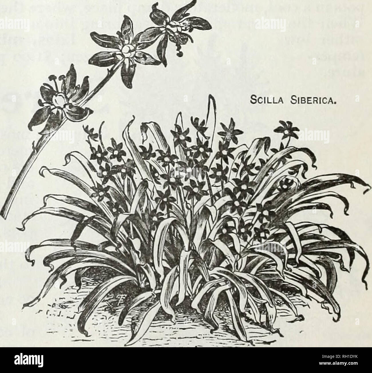 . Bulbs and seeds : autumn 1905. Seeds Catalogs; Bulbs (Plants) Catalogs; Vegetables Seeds Catalogs. ),^ ^^^ 1 â¢ Admirably adapted to house â¢â â ^â ' ' â B &quot;V&quot; C^ I 1 ^ culture, and nothing is prettier ^-^ -^^- *^ â *â â¢*â *^ for window plants, as they flower freely, are in bloom a long time, and are remark- ably free from insects. The flowers are of various shades of yellow, pink, red and white and are often very fra- grant. Plant in pots, six or eight bulbs in a pot, and cover about one inch deep. each. doz. Oxalis Multiflora Alba, white $0.03 $0.30 (^ 1^ ^ &quot; Bowii, clear  Stock Photo