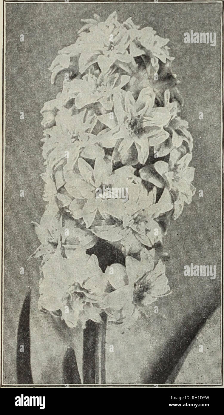 . Bulbs and seeds : autumn 1913. Seeds Catalogs; Bulbs (Plants) Catalogs; Vegetables Seeds Catalogs. M FERRY &amp; CO., DETROIT, MICH. DOUBLE HYACINTHS Our double hyacinths are of high grade, and can be depended upon to produce double flowers in a proportion unequaled in inferior grades; however, it is well known that there is always in the double varieties a tendency to produce single flowers. The double varieties marked (*) are desirable for forcing. DOUBLE WHITE kach Bouquet Royal. Creamy white bells, makes a good spike 12 Isabella. Blush white, strong bulb, very double large bells, handsom Stock Photo