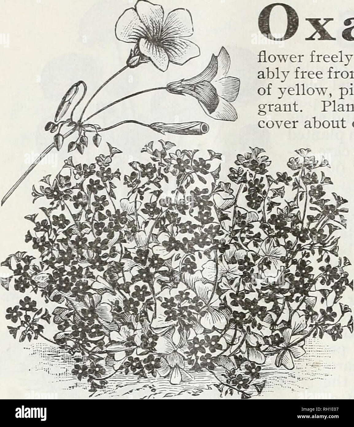 . Bulbs and seeds : autumn 1905. Seeds Catalogs; Bulbs (Plants) Catalogs; Vegetables Seeds Catalogs. 22 D. M. FERRY &amp; CO., DETROIT, MICH.. ),^ ^^^ 1 â¢ Admirably adapted to house â¢â â ^â ' ' â B &quot;V&quot; C^ I 1 ^ culture, and nothing is prettier ^-^ -^^- *^ â *â â¢*â *^ for window plants, as they flower freely, are in bloom a long time, and are remark- ably free from insects. The flowers are of various shades of yellow, pink, red and white and are often very fra- grant. Plant in pots, six or eight bulbs in a pot, and cover about one inch deep. each. doz. Oxalis Multiflora Alba, whit Stock Photo
