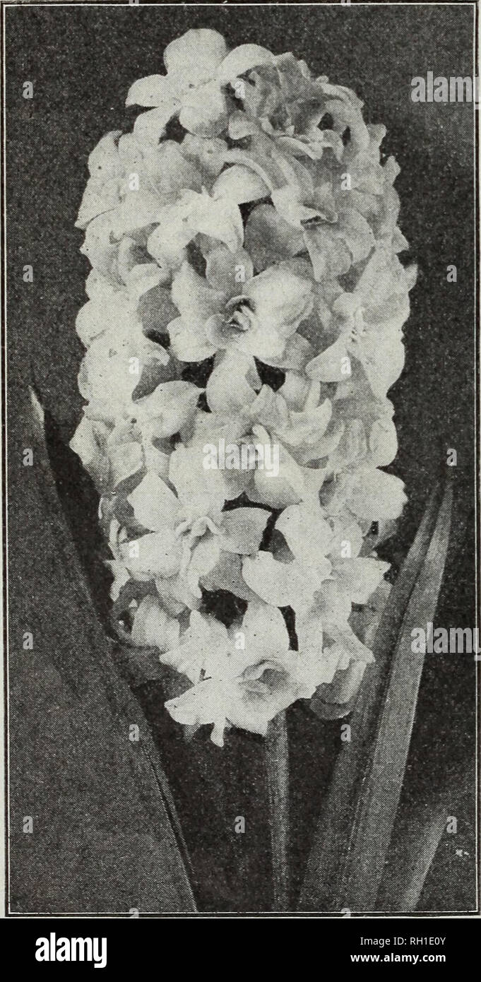 . Bulbs &amp; seeds : autumn 1914. Seeds Catalogs; Bulbs (Plants) Catalogs; Vegetables Seeds Catalogs. M FERRY &amp; CO., DETROIT, MICH. DOUBLE HYACINTHS Our double hyacinths are of high grade, and can be depended upon to produce double flowers in a proportion unequaled in inferior grades; however, it is well known that there is always in the double varieties a tendency to produce single flowers. The double varieties marked (*) are desirable for forcing. DOUBLE WHITE kach rx,z Isabella. Blush white, strong bulb, very double large bells, handsome spike 12 $r 25 *La Tour d'Auvergne. Clear white, Stock Photo