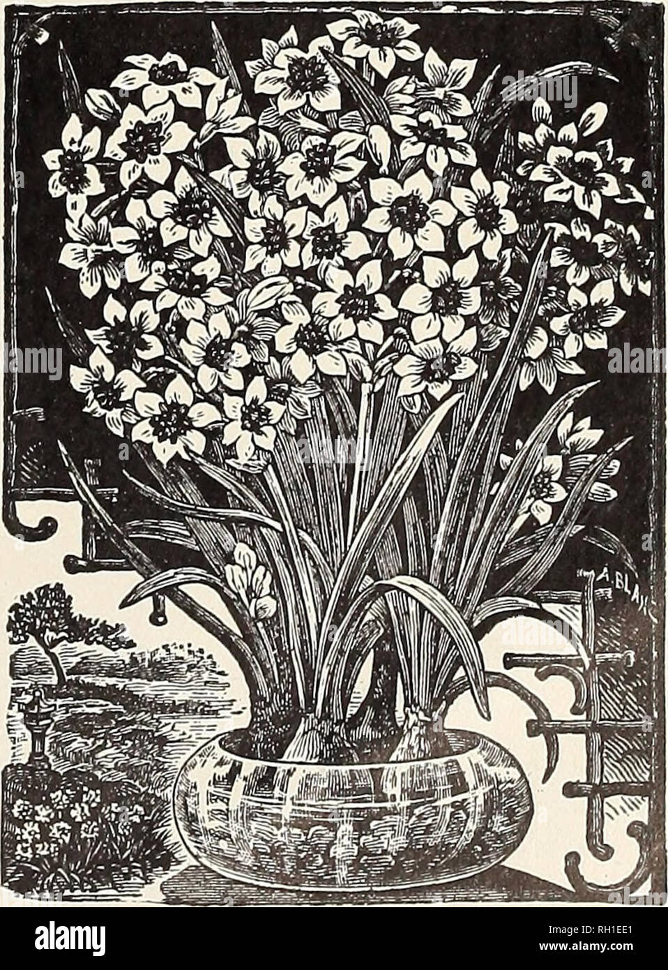 . Bulbs and plants : autumn 1907. Flowers Seeds Catalogs; Bulbs (Plants) Seeds Catalogs; Nurseries (Horticulture) Catalogs; Plants, Ornamental Catalogs. DOUBLE NARCISSUS. Albus Plenus 0«loratus—Pure white, sw^eet scented, resem- bles a Gardenia Each Doz. 100 25 $165 Incomparable (Butter and Eggs)- scented Orange Phoenix—^White and orange -Sulphur yellow^. sweet DOUBLE VOJV SION—TRUE DUTCH. Extra Selected Large Bulbs—The finest of all double yellow Daffodils, used extensively for forcing as well as for bedding outdoors 3 Mammoth Double Nosed Bulbs—Selected bulbs that produce two or more flowers Stock Photo
