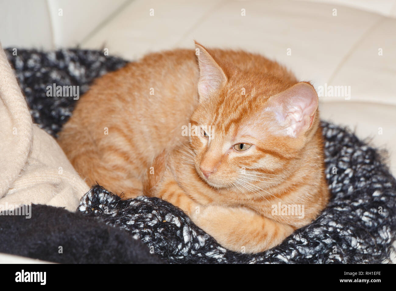 Red kitten lying on a white couch Stock Photo