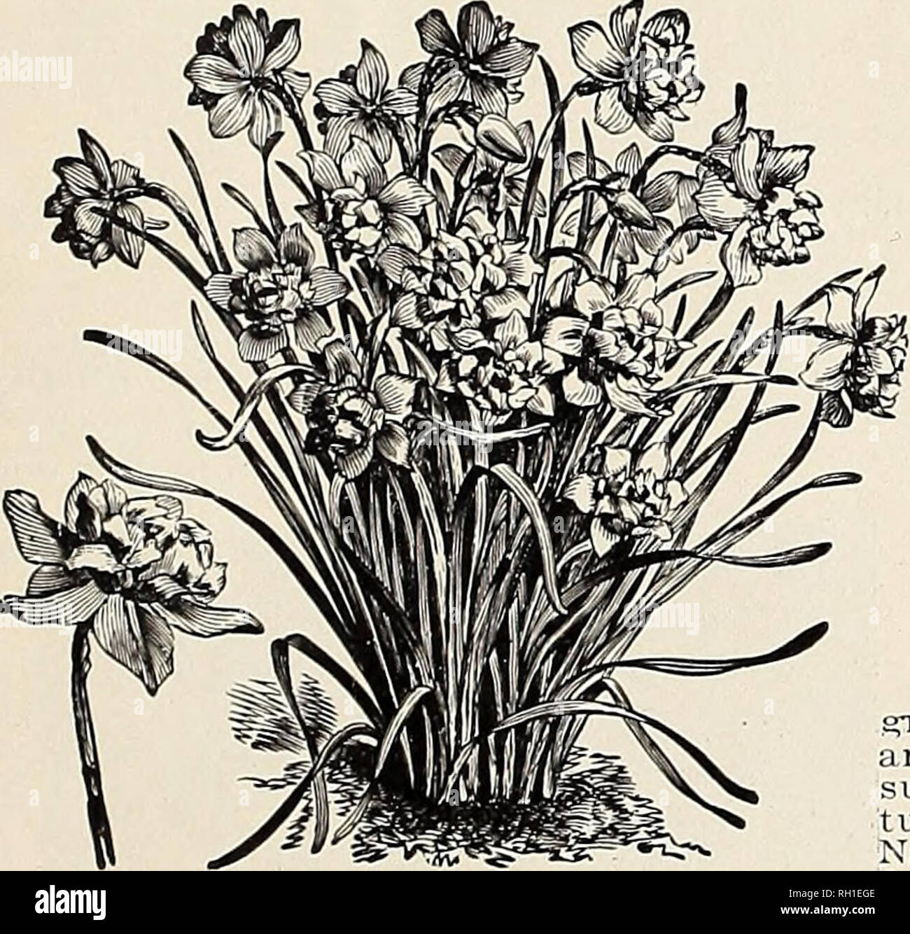 . Bulbs and plants : autumn 1907. Flowers Seeds Catalogs; Bulbs (Plants) Seeds Catalogs; Nurseries (Horticulture) Catalogs; Plants, Ornamental Catalogs. NARCISSUS PAPER WHITE GRANDIFLORA. DOUBLE NARCISSUS. Albus Plenus 0«loratus—Pure white, sw^eet scented, resem- bles a Gardenia Each Doz. 100 25 $165 Incomparable (Butter and Eggs)- scented Orange Phoenix—^White and orange -Sulphur yellow^. sweet DOUBLE VOJV SION—TRUE DUTCH. Extra Selected Large Bulbs—The finest of all double yellow Daffodils, used extensively for forcing as well as for bedding outdoors 3 Mammoth Double Nosed Bulbs—Selected bul Stock Photo
