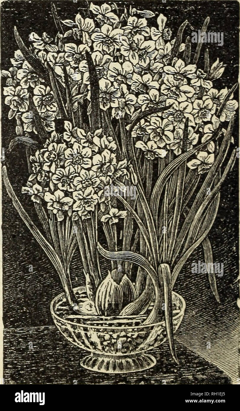 . Bulbs and plants : autumn 1900. Flowers Seeds Catalogs; Gardening Equipment and supplies Catalogs; Bulbs (Plants) Seeds Catalogs; Nurseries (Horticulture) Catalogs; Plants, Ornamental Catalogs. PAPER WHITE POLYANTHUS NARCISSUS. If by mail add 5 cts. per doz., 40 cts. per 100. DOUBLE NARCISSUS. Each. Doz. Per 100 Albus Plenus Odoratus—Pure white, sweet scented, resem- bles a Gardenia 3 25 $1 50 Incomparable — (Butter and Eggs) sulphur yellow, sweet scented 3 25 1 50 Orange Phoenix—White and orange 5 45 3 00 Von Sion—The finest of all double yellow Daffodils, used extensively for forcing as we Stock Photo